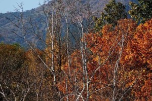 索尼黑卡1拍摄风景的卓越表现（体验真实细腻，索尼黑卡1带来的惊艳之旅）