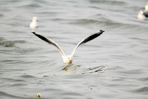 探索自然之美——以海鸥120拍摄的照片（追寻海鸥的翱翔，感受大自然的呼唤）