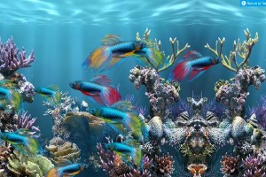 探索IE9浏览器的优势与特点（重新定义浏览体验，IE9带来的性改变）